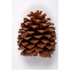 JEFFREY PINE CONE 5"-7" STAKED Natural